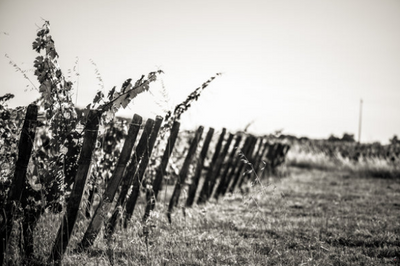 St.-Emilion 2018